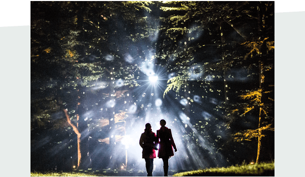 White lights projected across the trees in the forest creating a magical effect