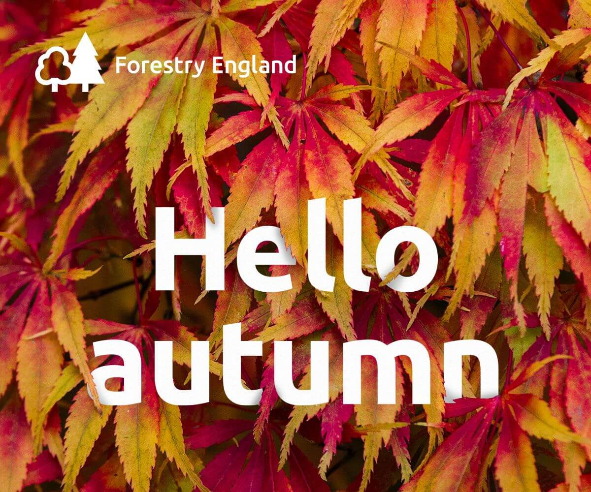 Hello autumn written within bright red leaves