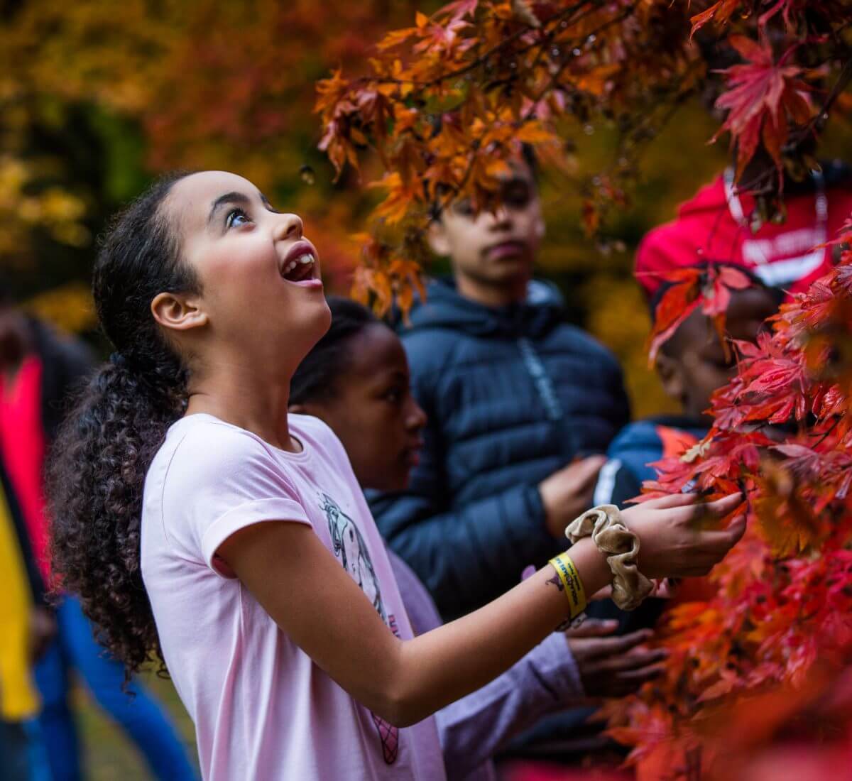 Child looking at bright red leaves in awe